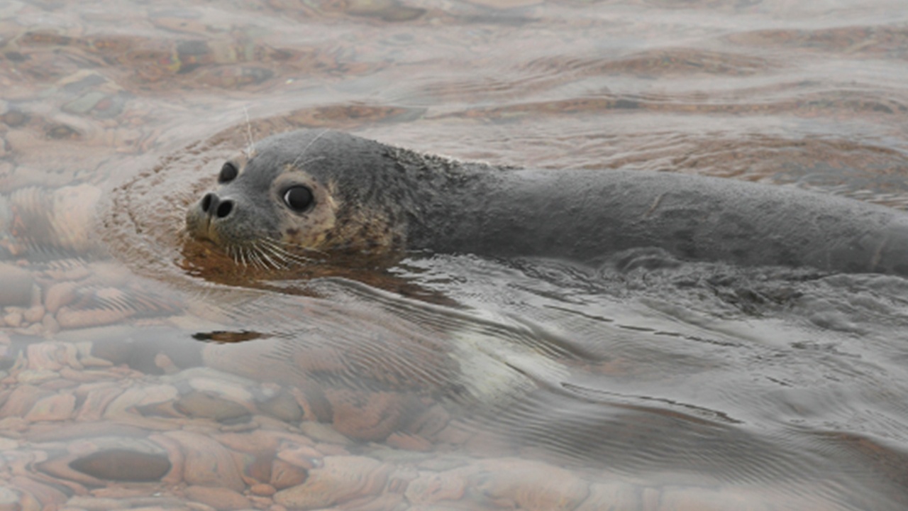 В Дагестане нашли около 800 мертвых тюленей с начала декабря