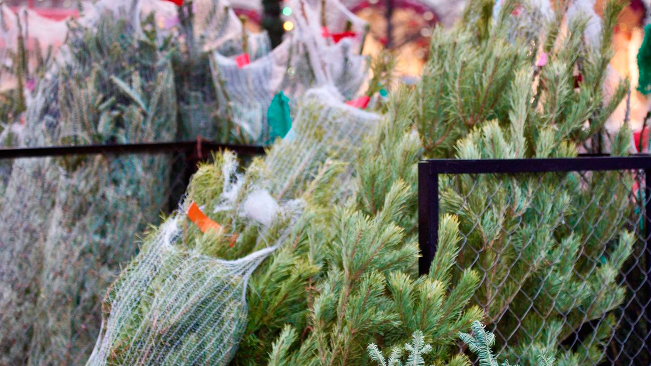 Пассажиры столичных электричек смогут бесплатно перевезти елки весом до 36 кг