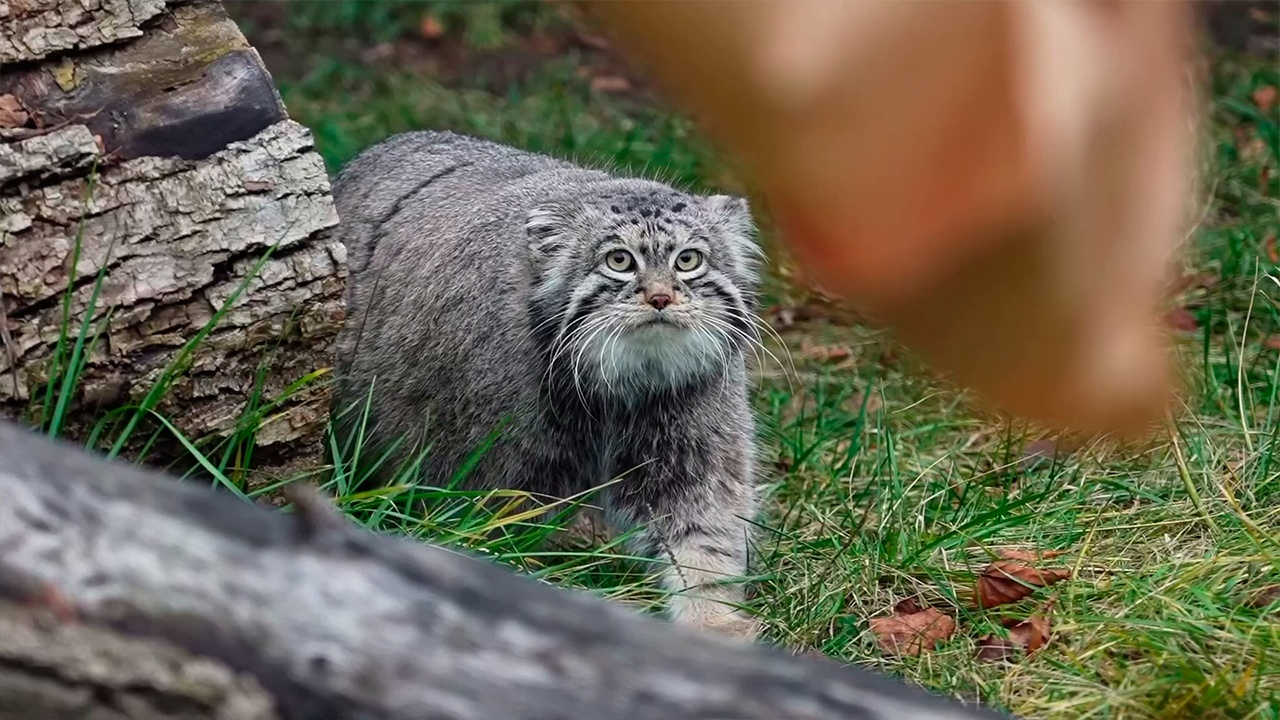 «Зажировку» внесли в словарь русского языка благодаря манулу Тимофею