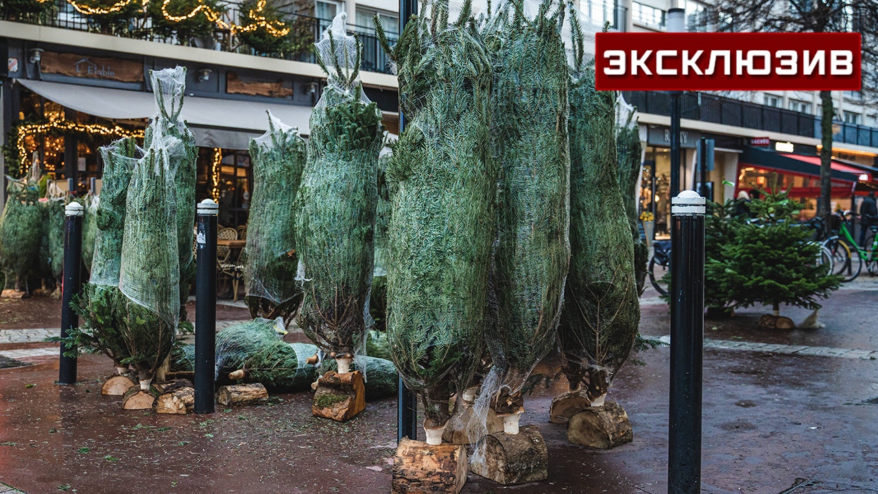 Юрист рассказал, в каких случаях можно вернуть живую елку