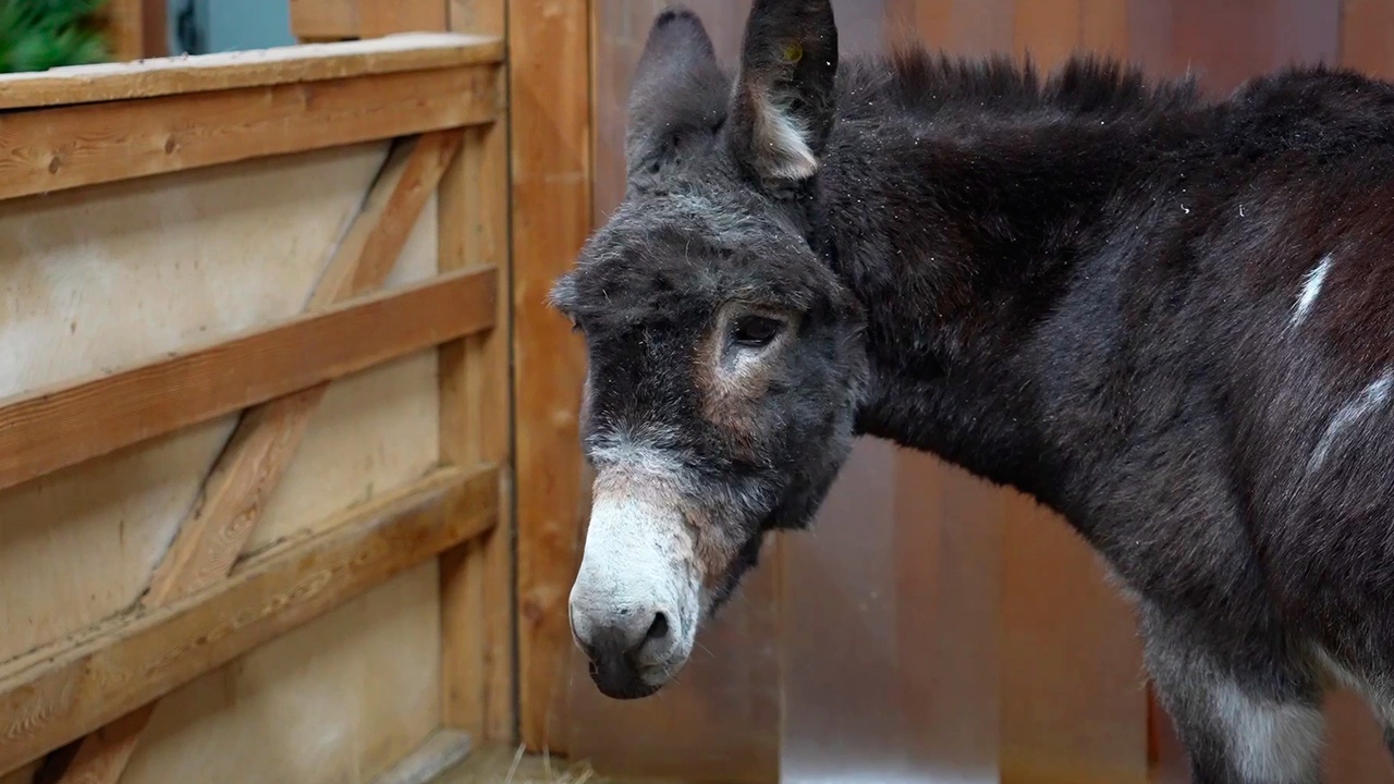 Ослик Жорик, перевозивший снаряды, переехал в Детский зоопарк в Москве