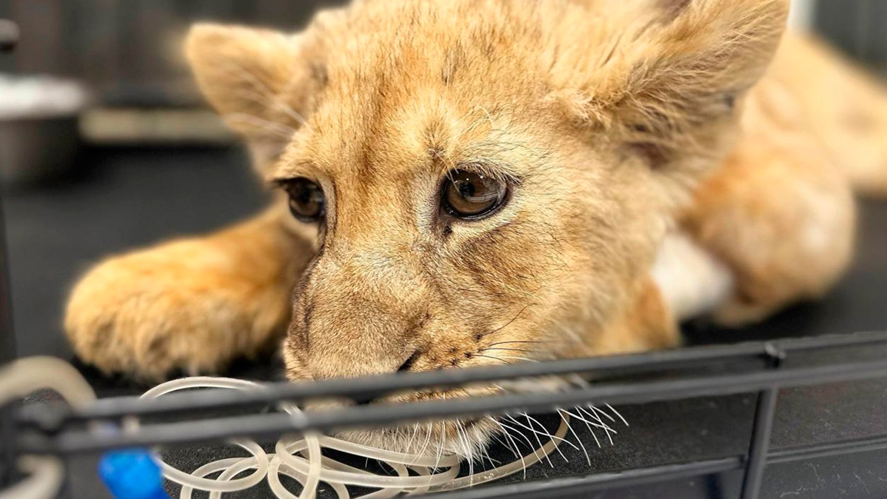 Блогер, у которого изъяли львенка, объяснил его травмы лейкемией