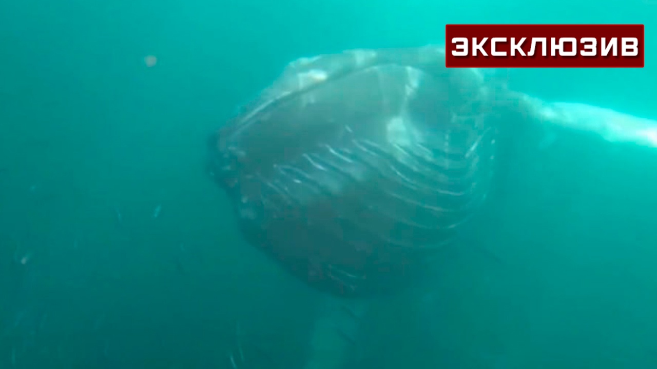 Киты сбываются: туроператоры рассказали о снорклинге под Мурманском