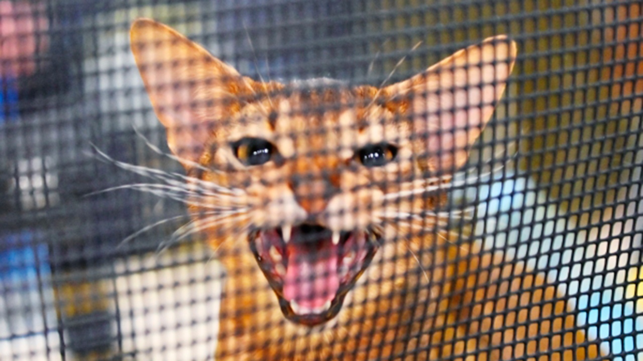 Абиссинца из России признали самым красивым котом в мире