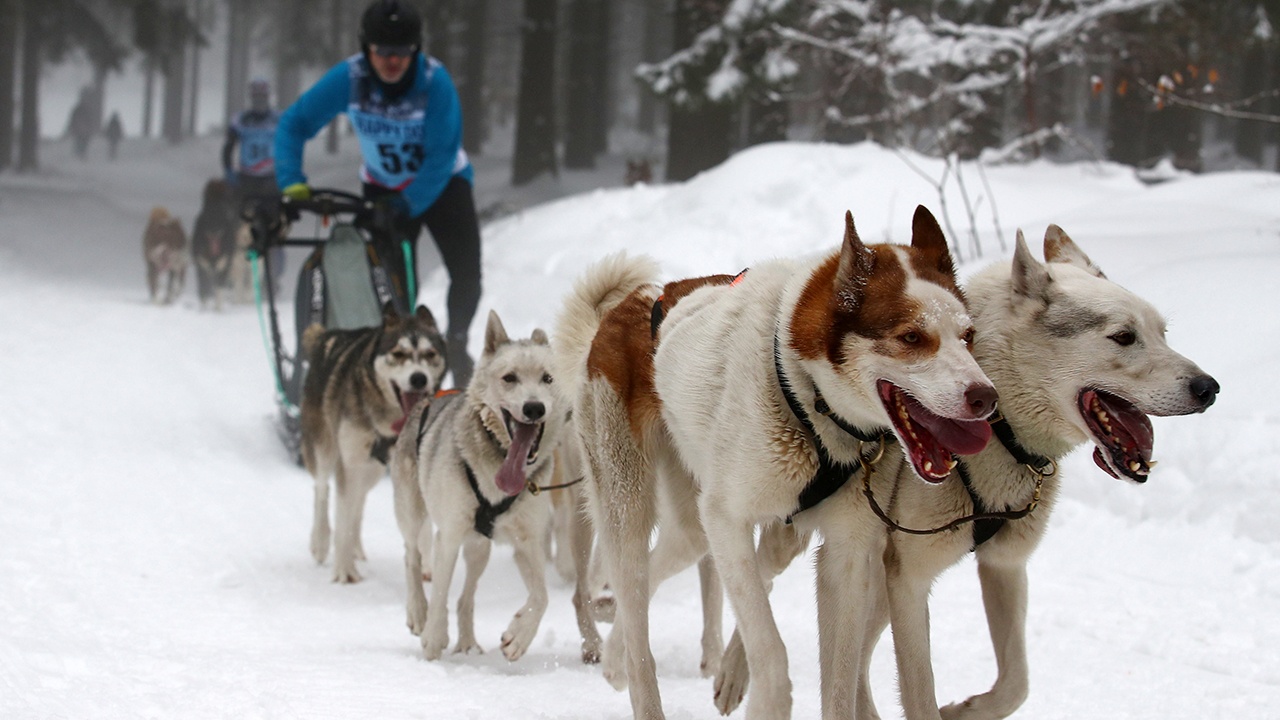 Спецпосланника Трампа отстранили от гонок на упряжках в Гренландии