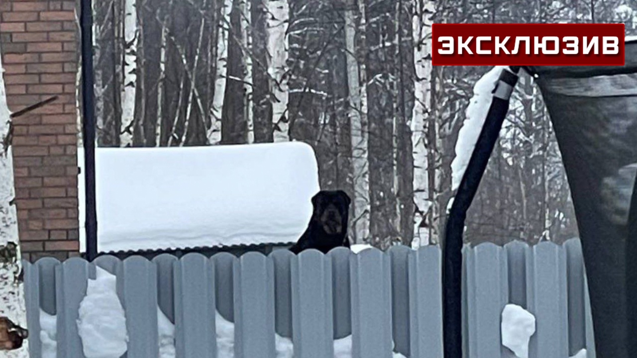 Отец мальчика рассказал, как он чудом спасся от собак в Подмосковье