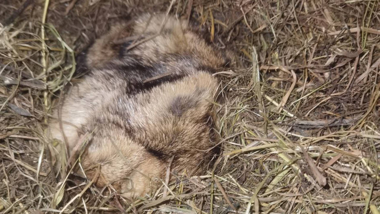 Сурок Филимон из Ленобласти вместо прогноза проспал весь день