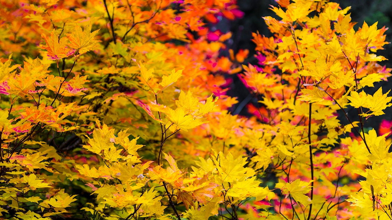 Россиянам грозит штраф в 700 тысяч за отказ вырубить американский клен