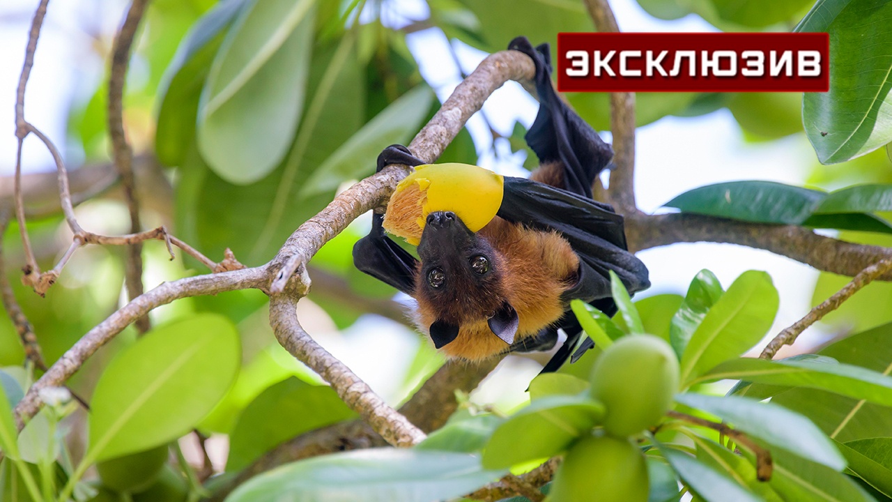 Вирусолог объяснил, чем опасен Нипах и почему он уже циркулирует в 7 странах