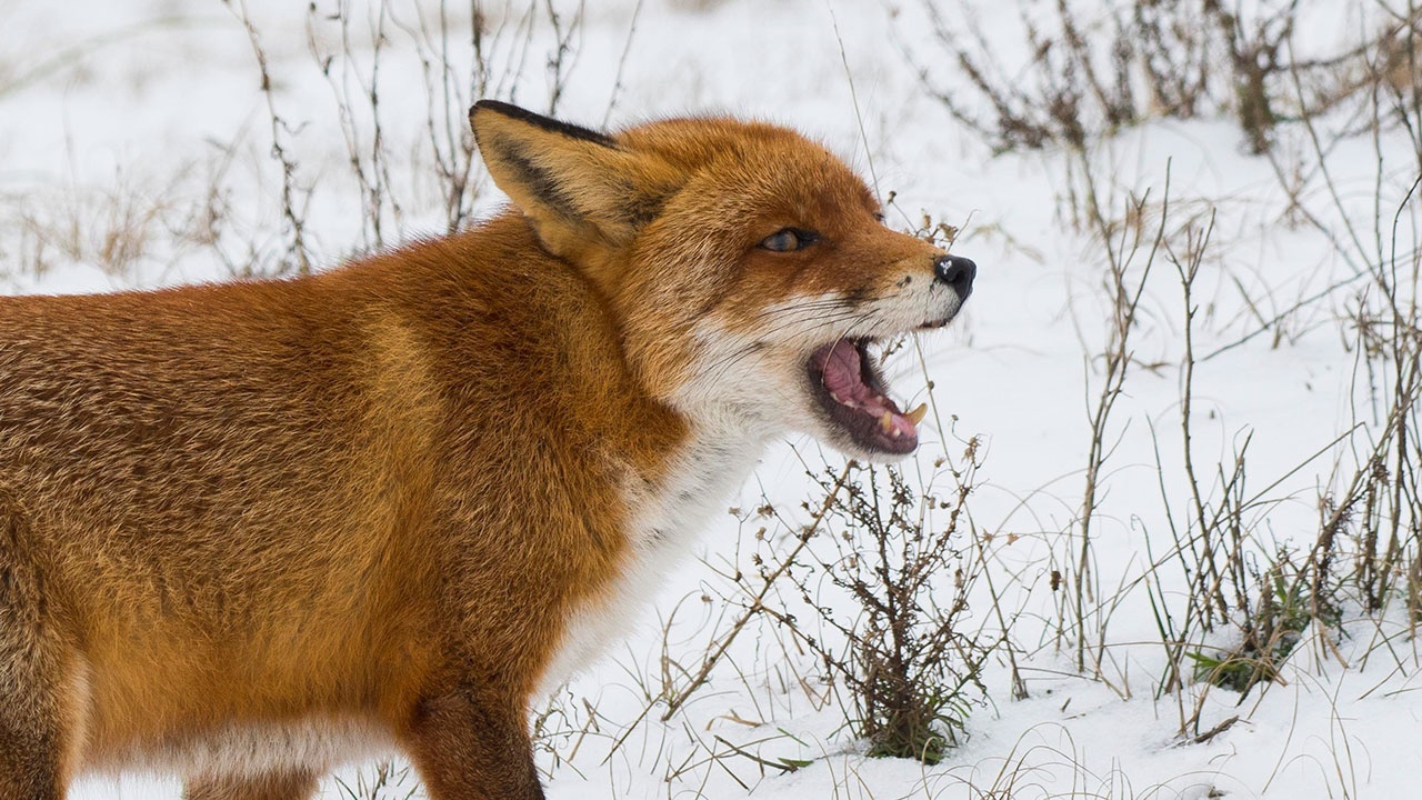 В Реутове объявили карантин из-за бешенства