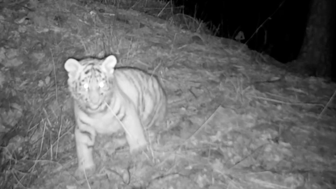 В Приморье сняли на видео драку тигренка с травинкой