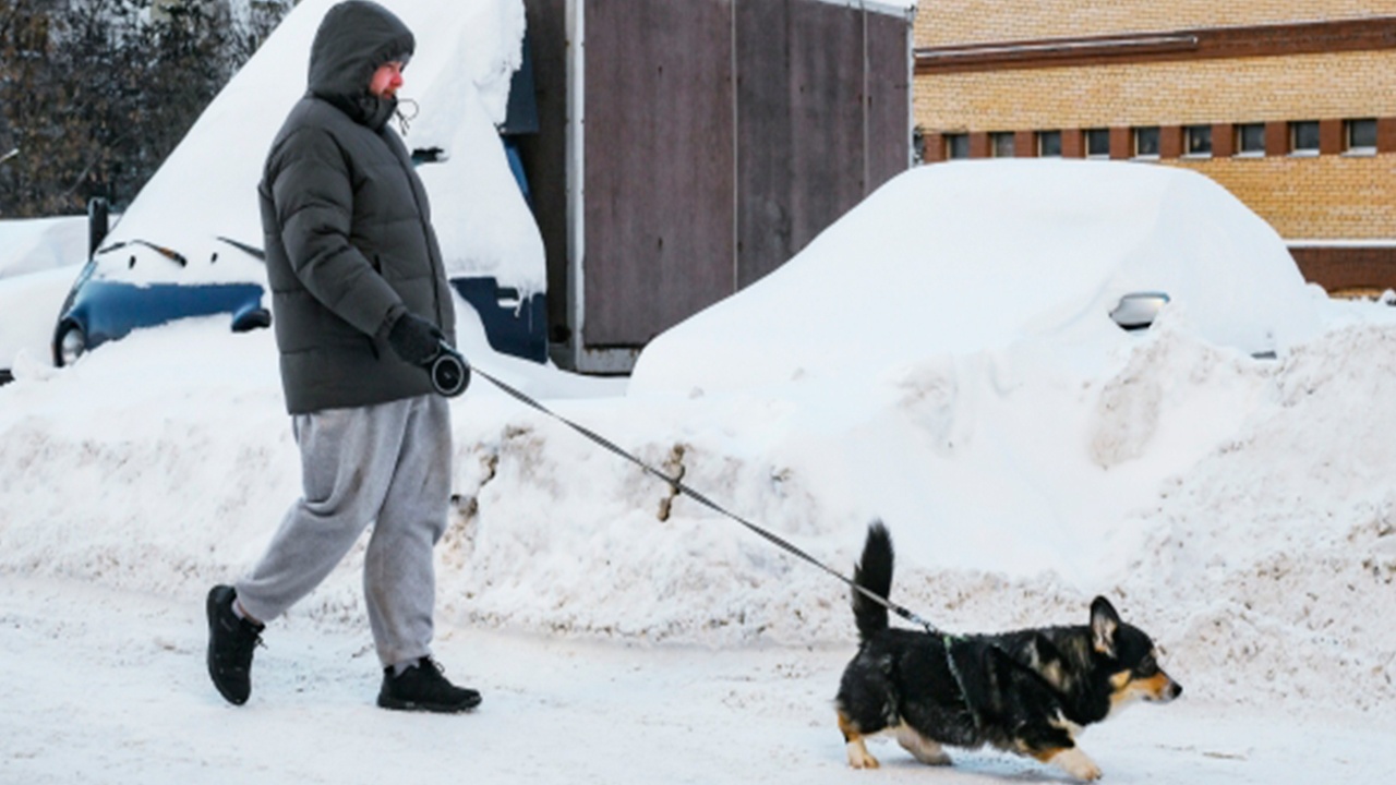 В России предложили ввести налог на выгул собак