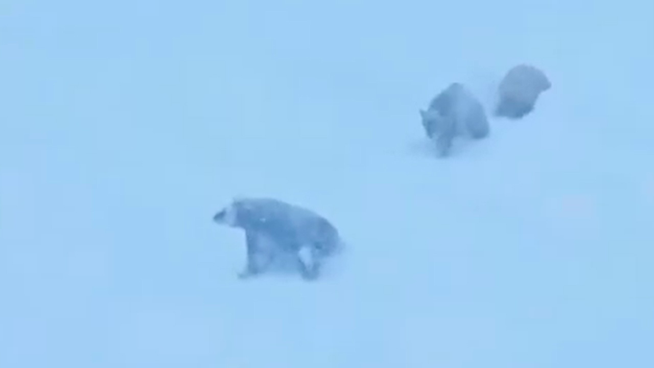 Три медведя вышли к лыжникам на курорте в Калифорнии