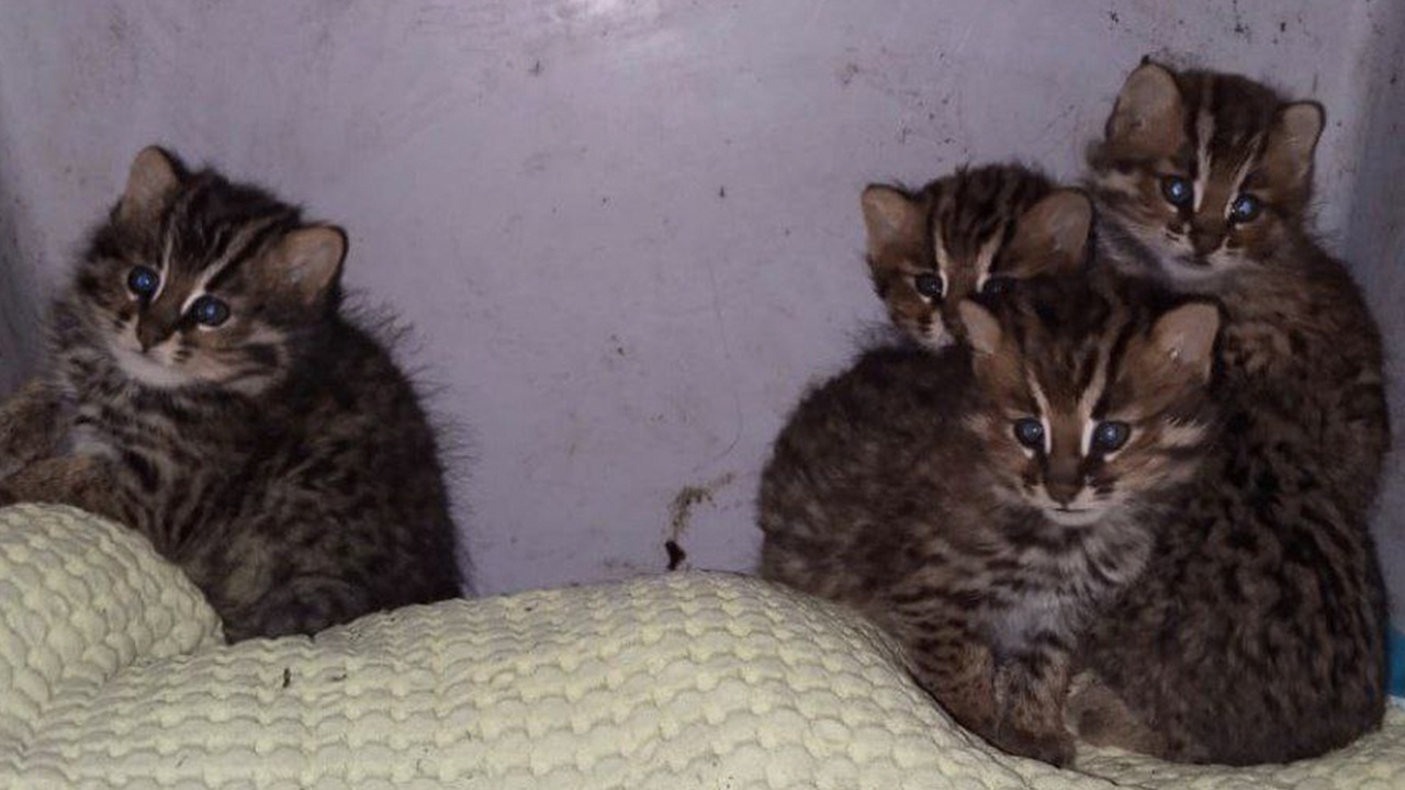 В Приморье выпустили на свободу «четырех пушистых злюк»