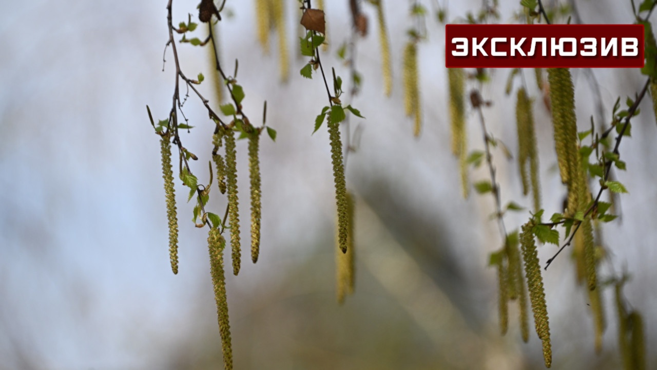 Аллерголог назвал сроки активного цветения деревьев весной