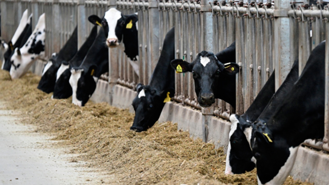 В Новосибирской области объявили режим ЧС из-за вспышки бешенства