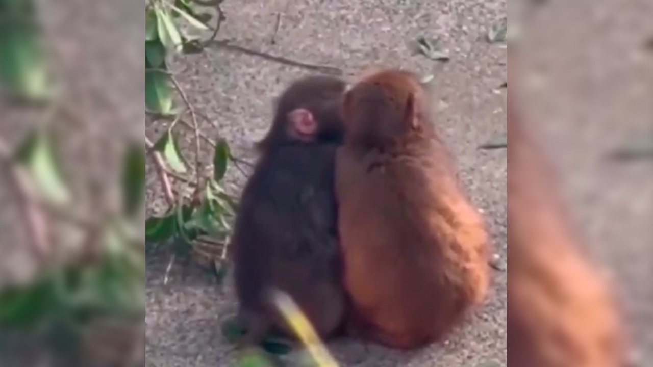Осиротевший детеныш макаки Панчи встретил вторую половинку