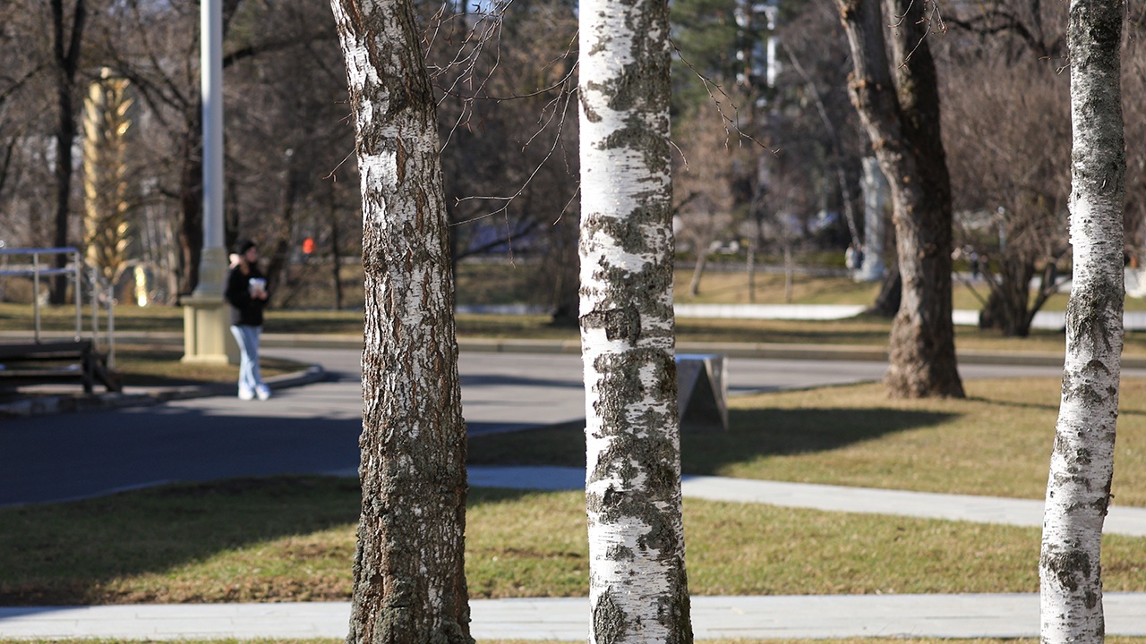 Россиянам объяснили, как таяние снега влияет на аллергиков