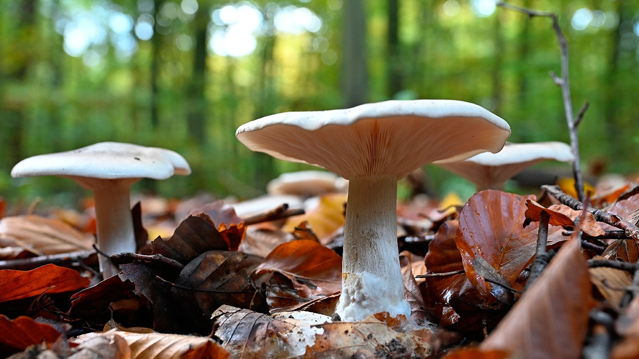 В Подмосковье начнут штрафовать за сбор грибов из Красной книги