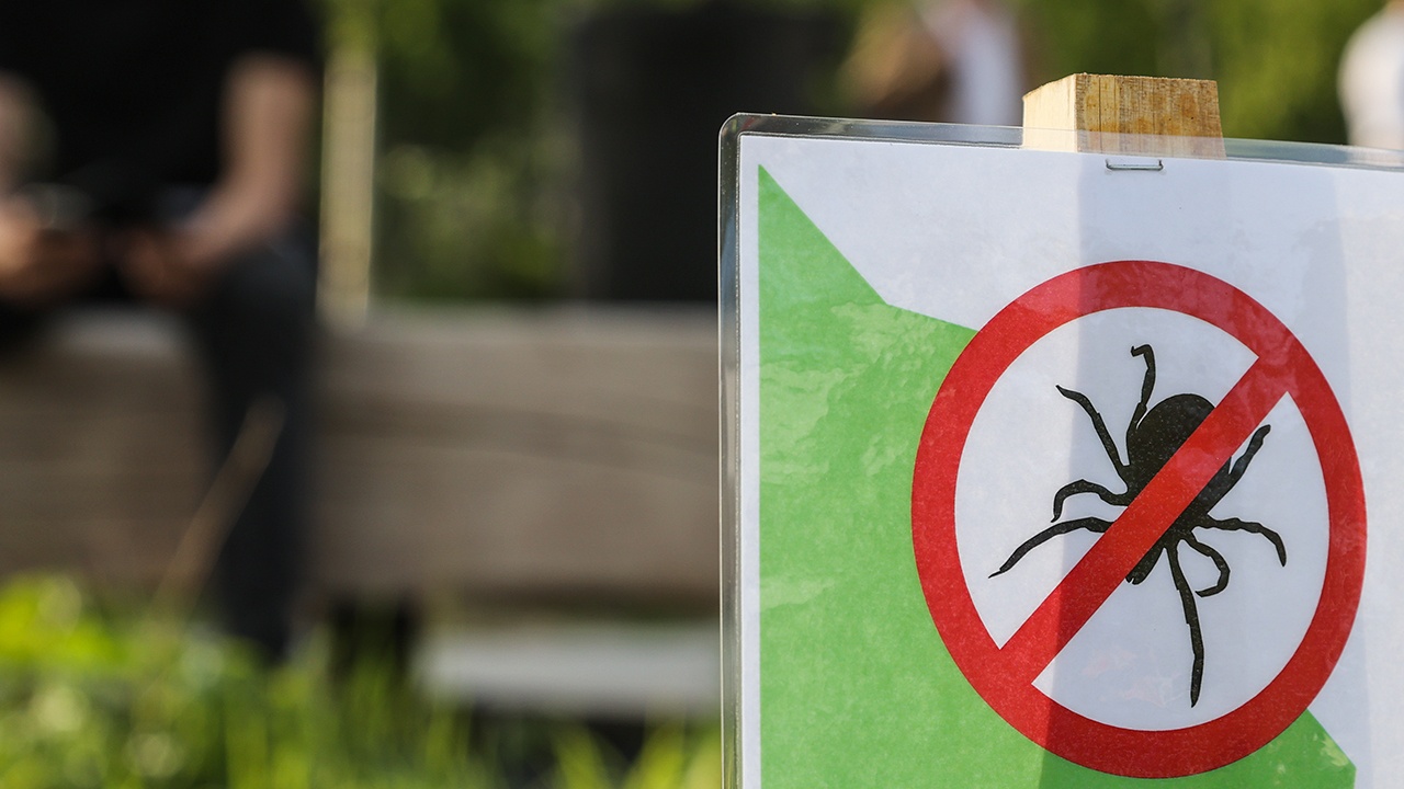 В Роспотребнадзоре предупредили, чем опасны клещи даже без укуса