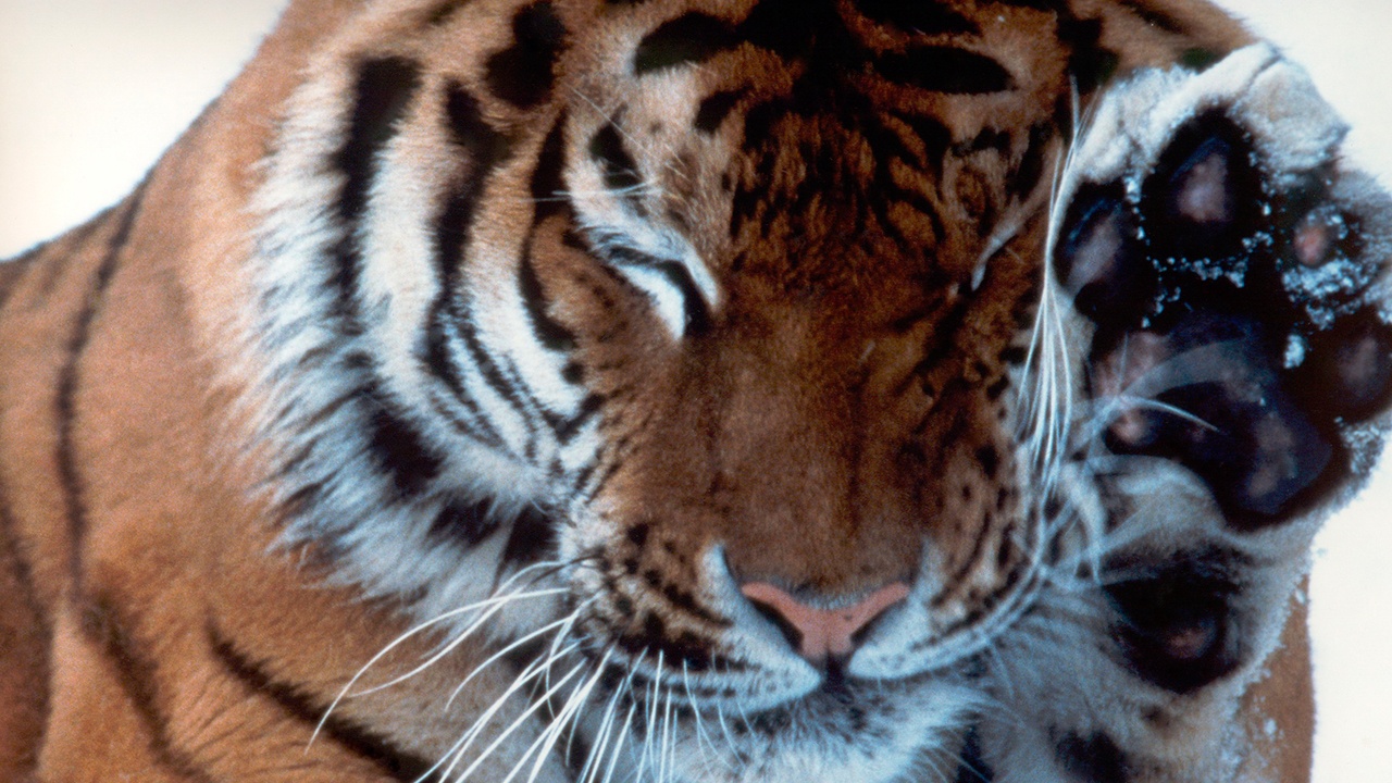 Стало известно, сколько амурских тигров живет в России