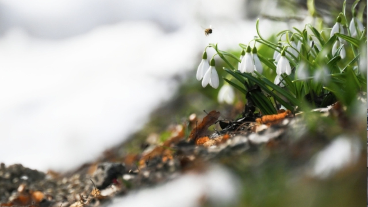 Cиноптик: москвичей ждет бесснежное начало апреля