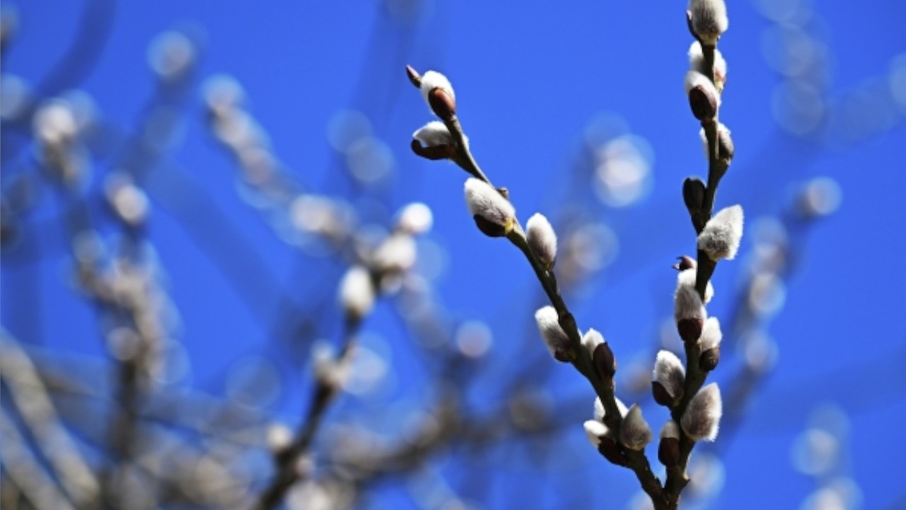 В России преждевременно зацвели опасные для аллергиков деревья