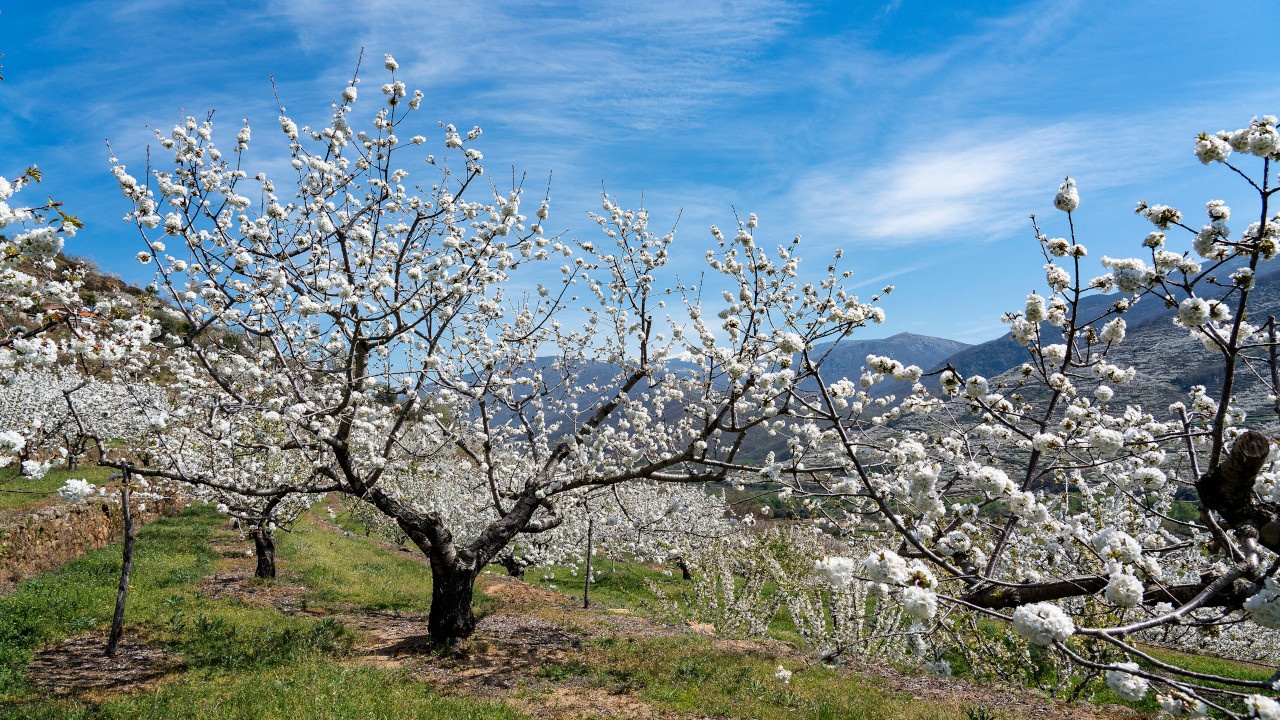 Биолог назвал причину появления «запаха весны»