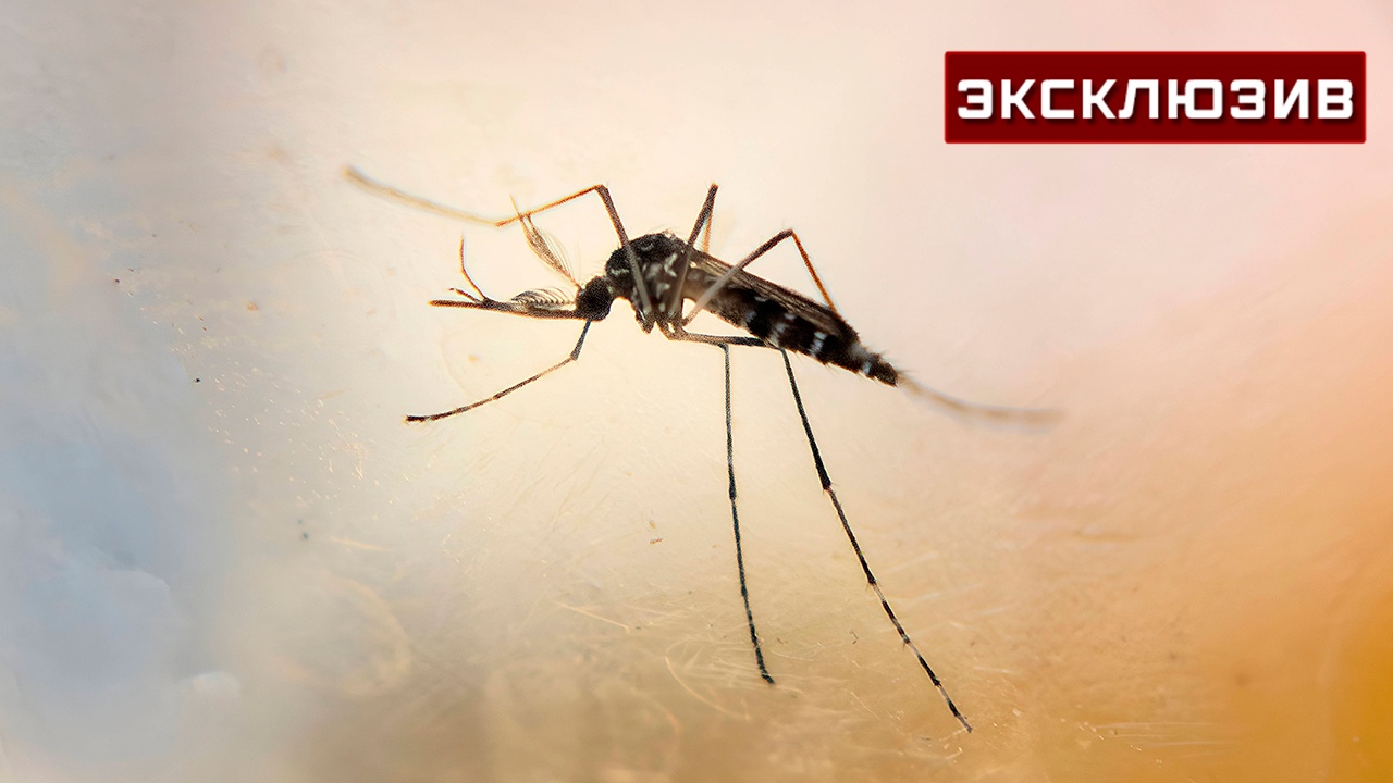 Биолог: инфицированный комар способен заразить человека паразитами