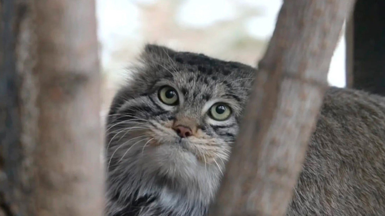 Японский зоопарк не отдаст манулу Тимофею невесту