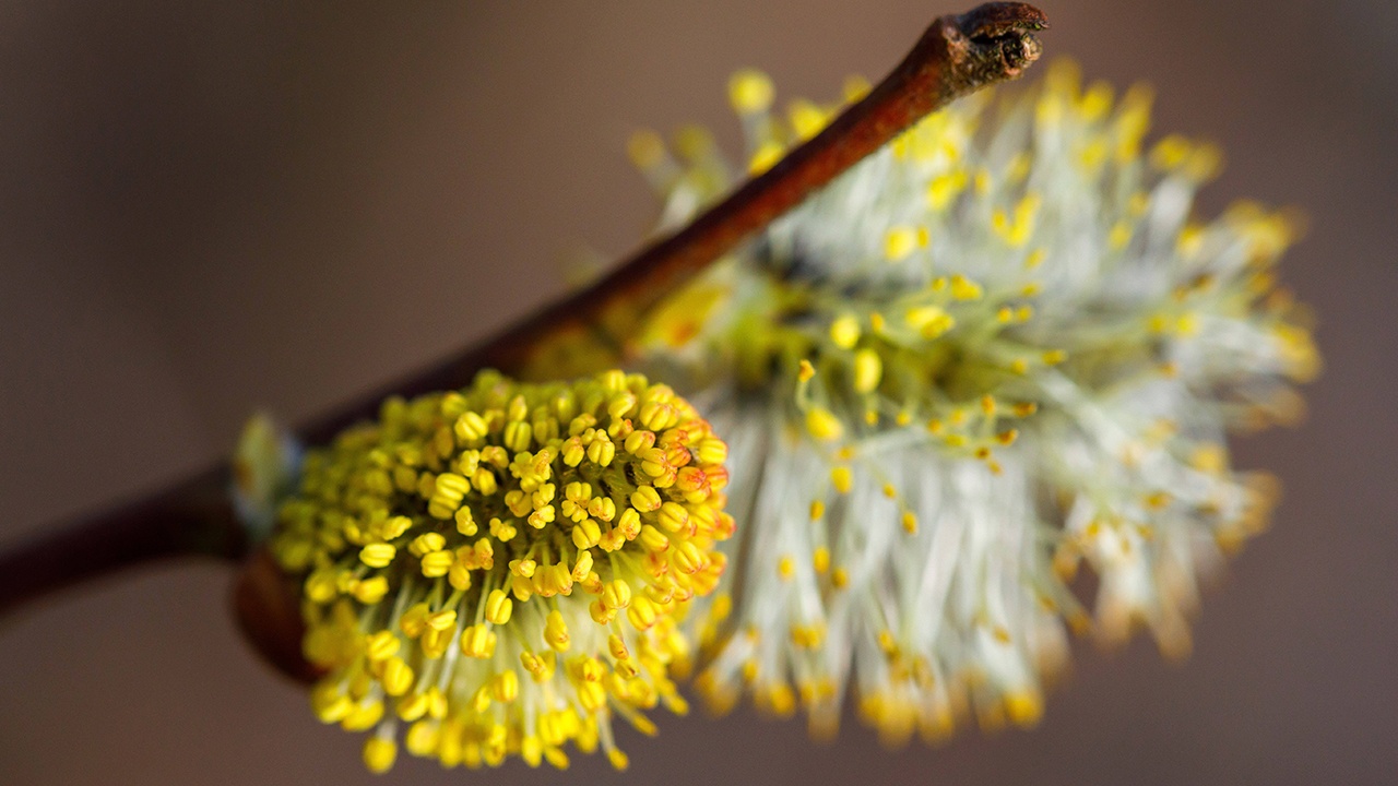 Врач предупредила, что пыльца вербы может вызвать аллергию