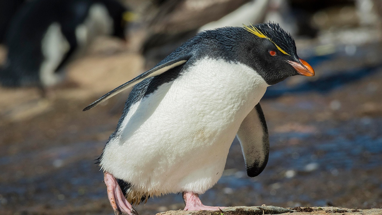 Императорских пингвинов признали вымирающим видом