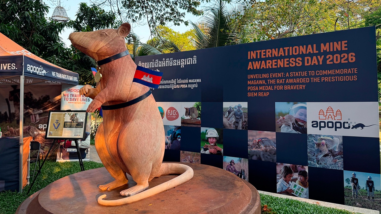 В Камбодже открыли памятник крысе-саперу, спасшей тысячи жизней