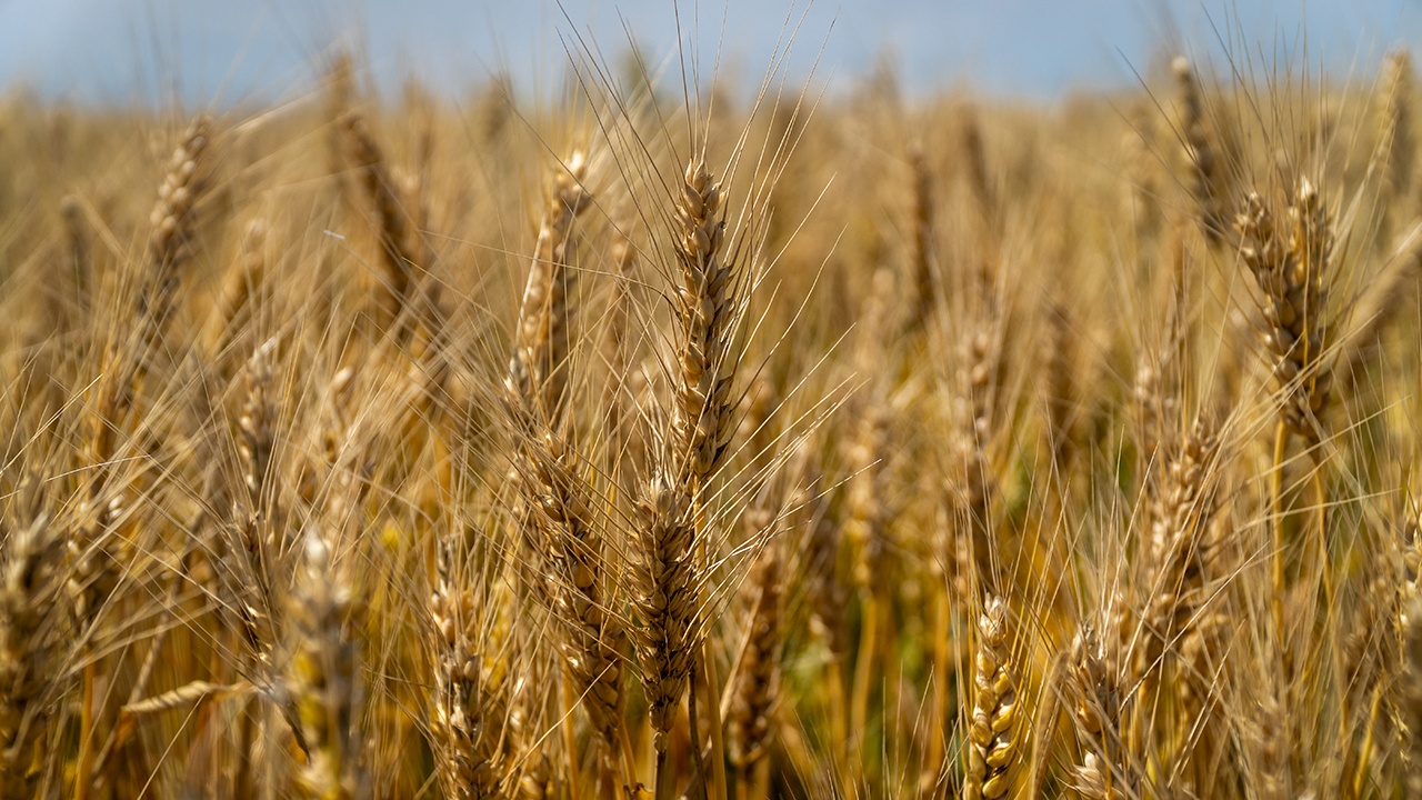 В Совбезе заявили о продовольственной угрозе из-за конфликта в Иране