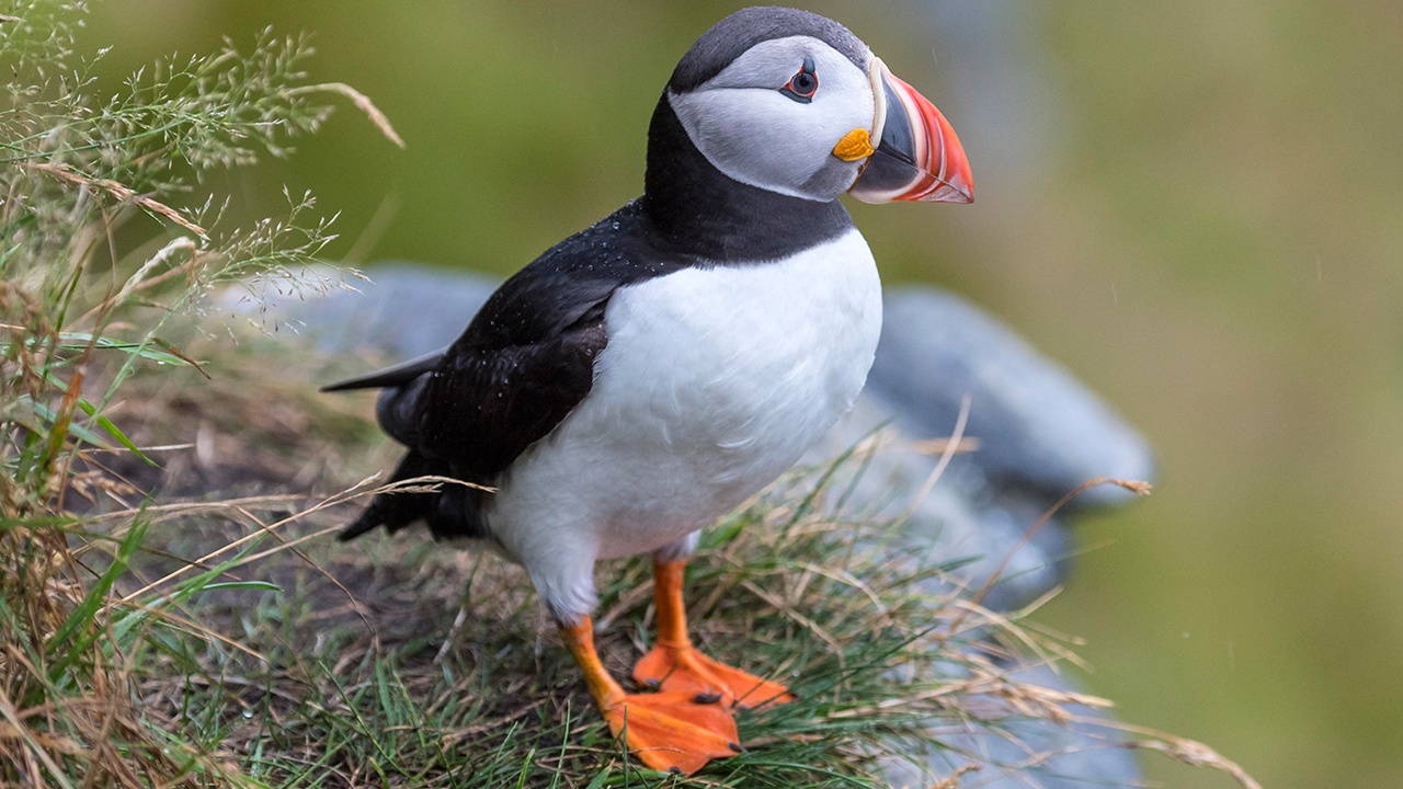 На побережье Франции выбросило более 45 тысяч птиц тупиков