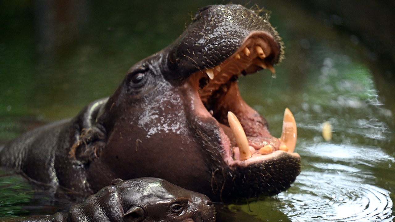 Власти Колумбии уничтожат бегемотов «Эскобара»