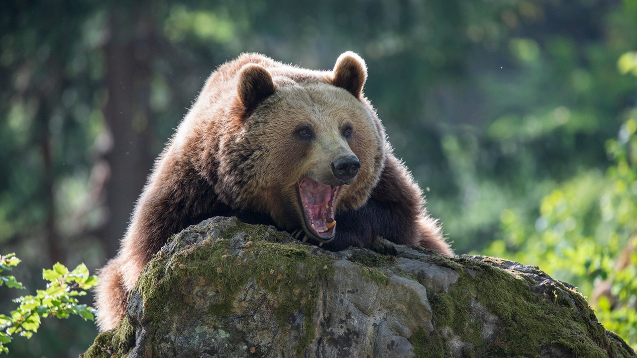 Медведь напал на двух военных США на Аляске