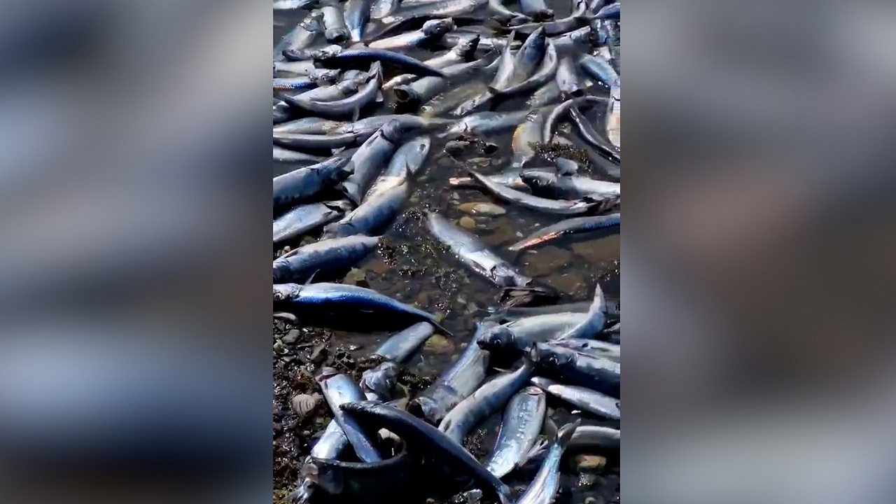 Огромное количество селедки выбросило на берег Сахалина