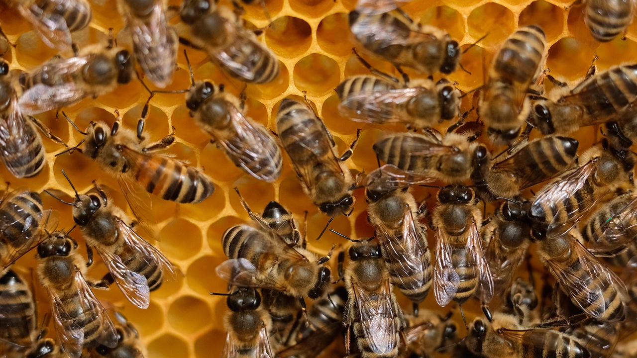 Генетический банк популяций пчел создают российские ученые