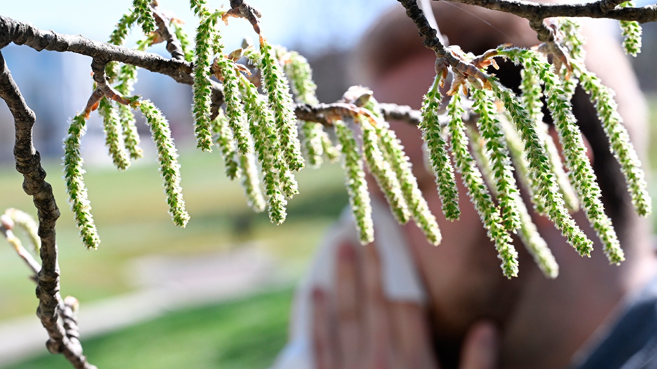 Аллерголог предупредила о начале цветения березы в России