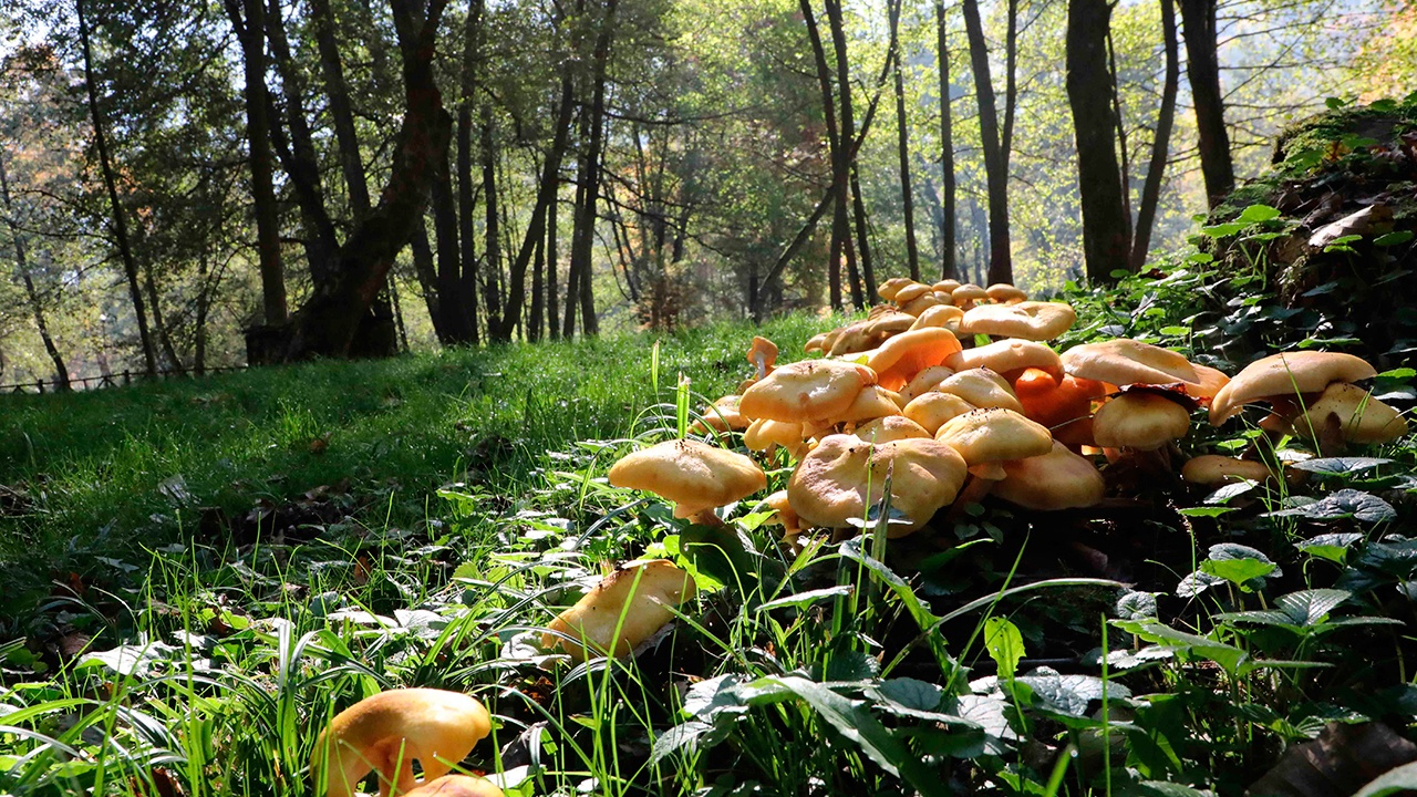 Биолог заявил, что заморозки в Подмосковье не испортят грибной сезон