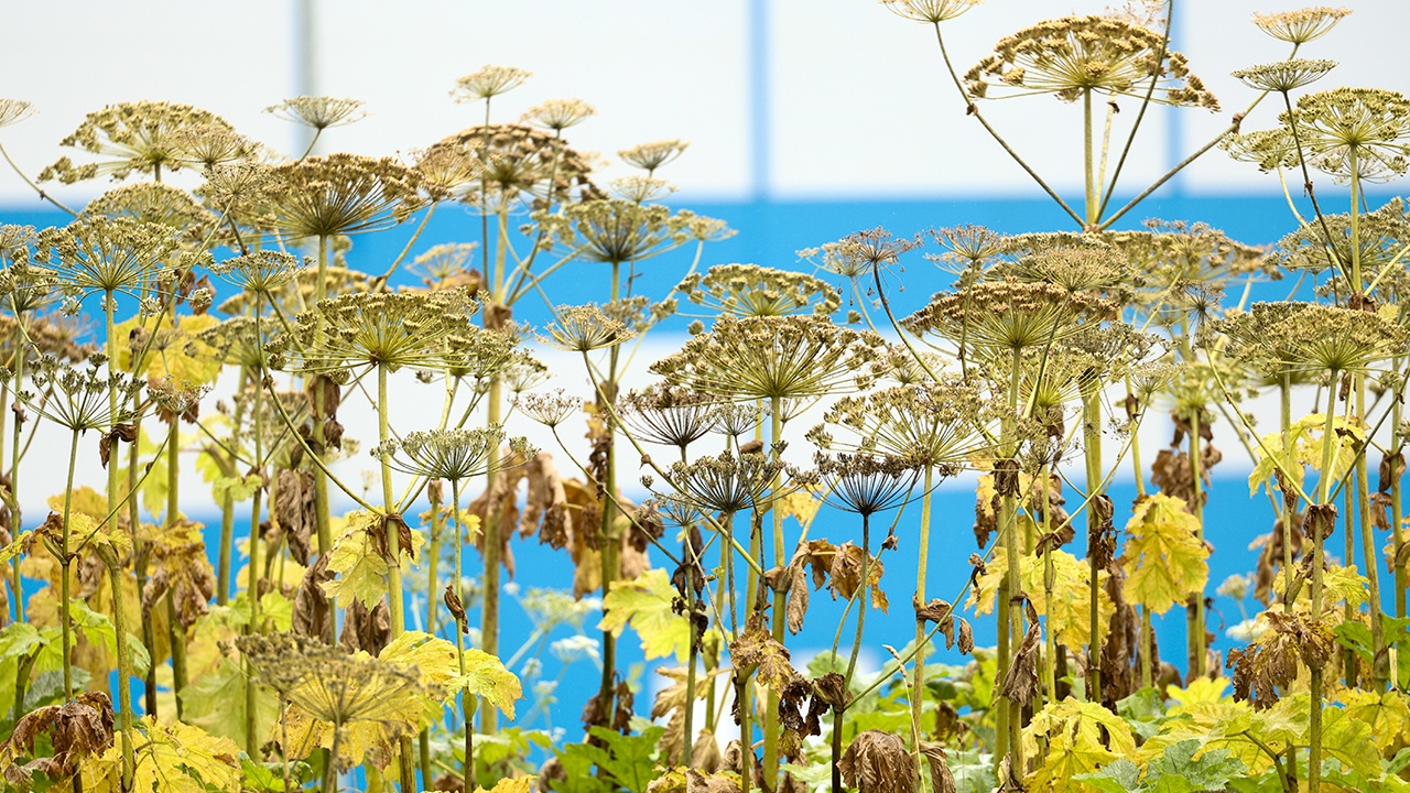 Россельхознадзор предупредил о семенах борщевика на маркетплейсах