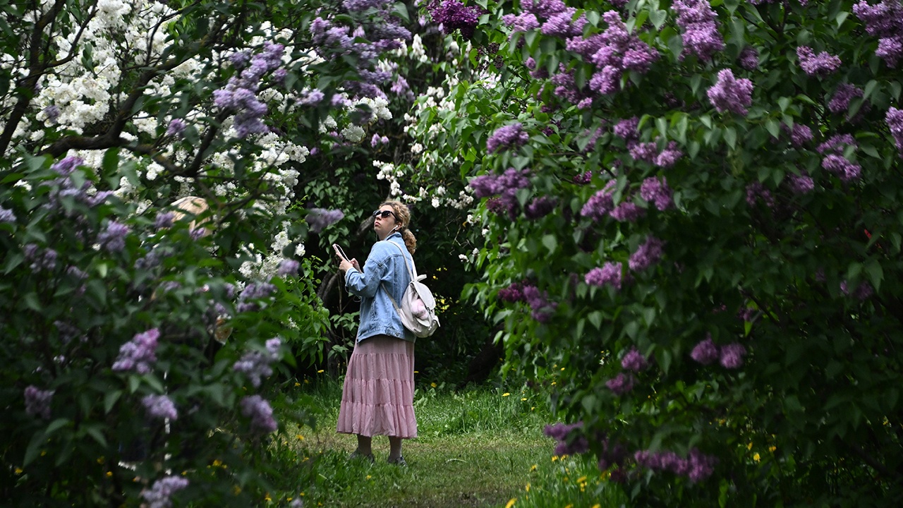 Россиянам напомнили об ответственности за сбор сирени
