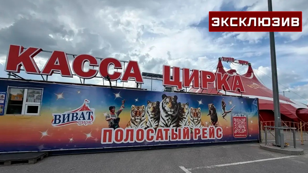 Стало известно состояние мужчины, атакованного львицей во Владимире