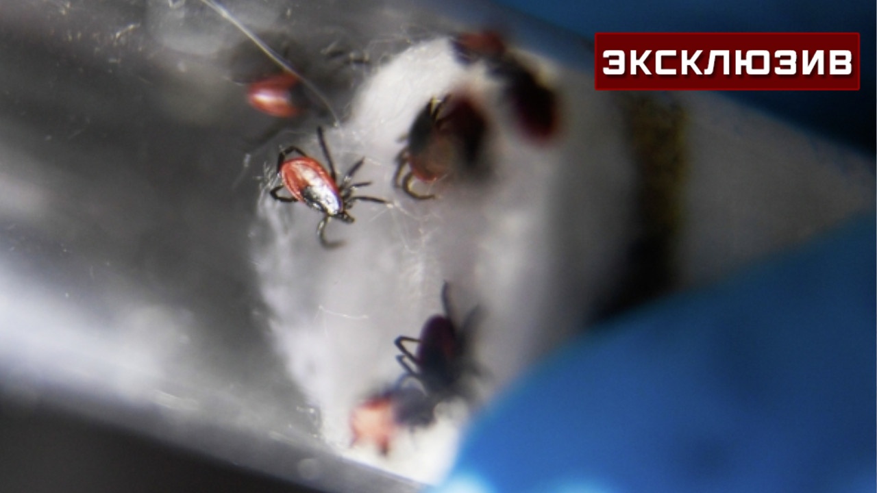 Россиянам напомнили о способах защиты питомцев от клещей