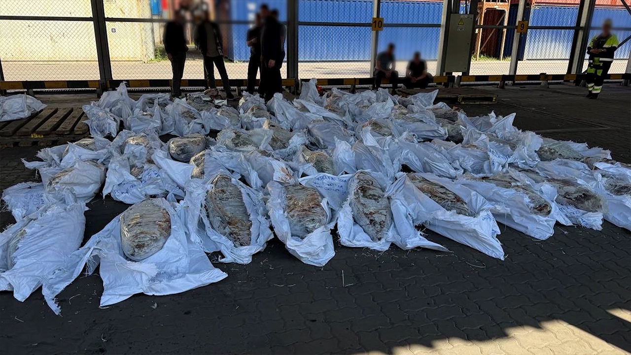 В порту Петербурга изъяли полтонны кокаина из туш мороженого тунца