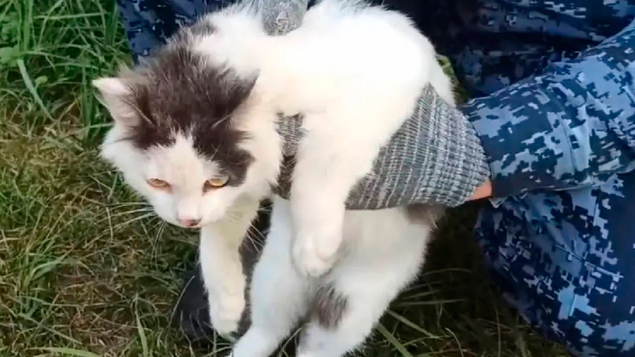 Кота-наркокурьера поймали у нижегородской колонии с «товаром»