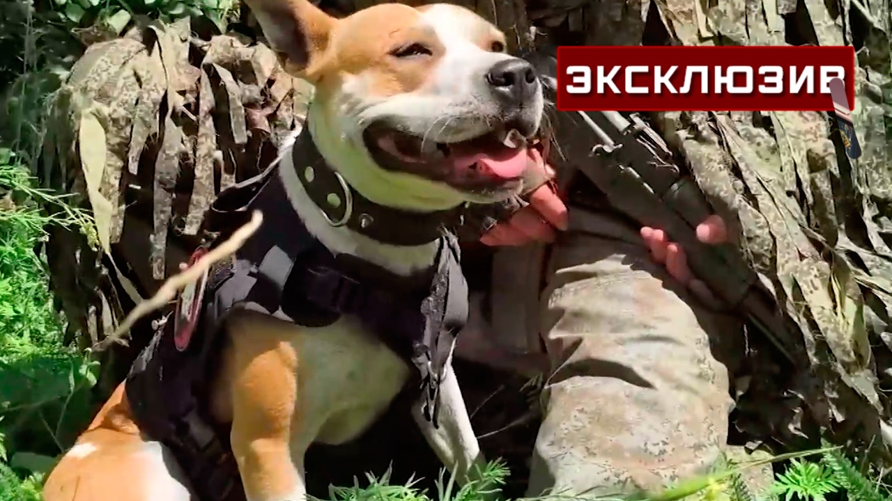 Мотоциклы, перехваченная рация и пес - противодронщик: как освобождали Торское
