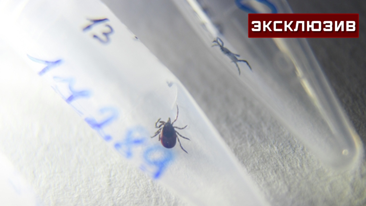 Врач допустил минимальный риск завоза в Россию опасного клеща-звездочки