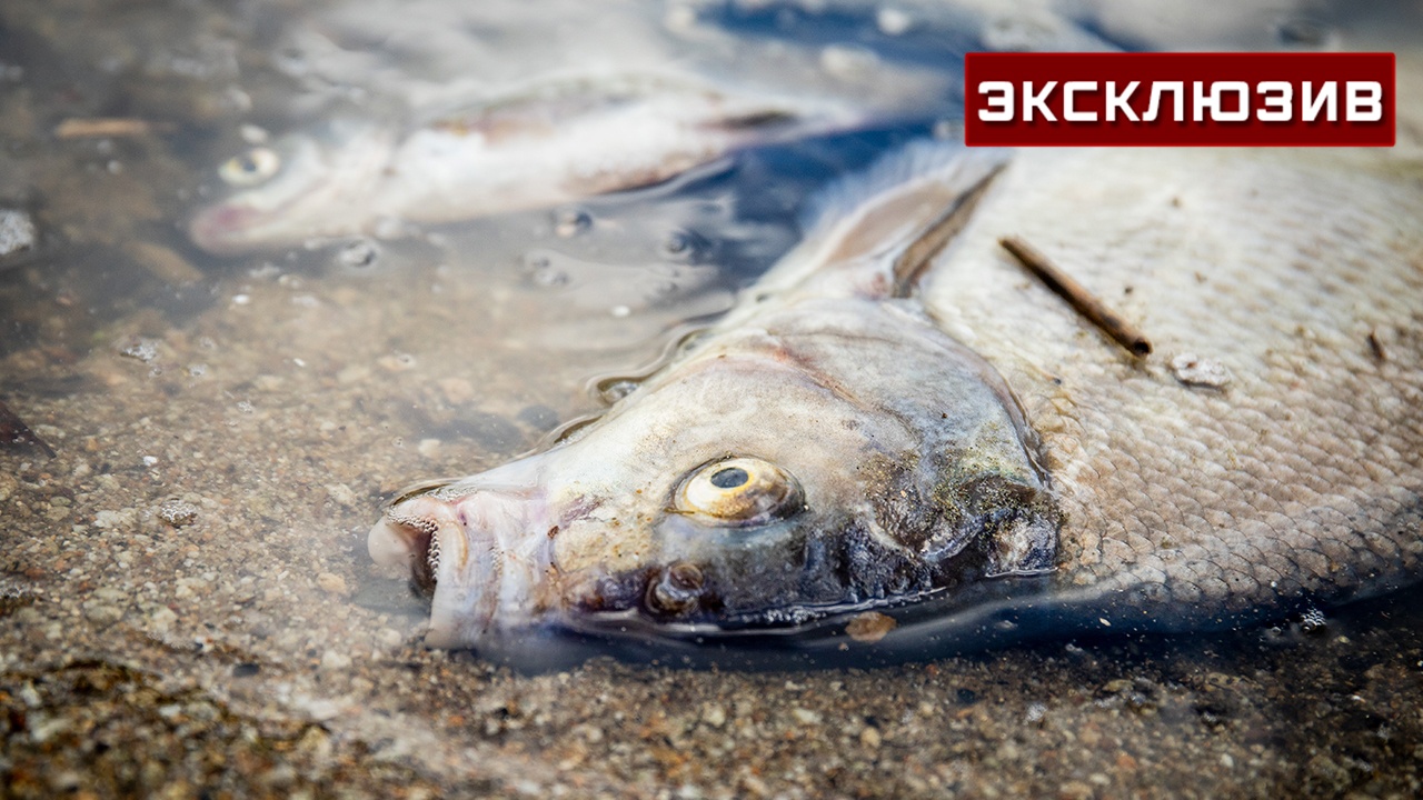 Океанолог Таврический: морская фауна у берегов России изменится из-за потепления